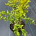 Granátovník púnsky (Punica Granatum) ´FINA TENDRAL´ - výška 20-40 cm, kont. C2L 